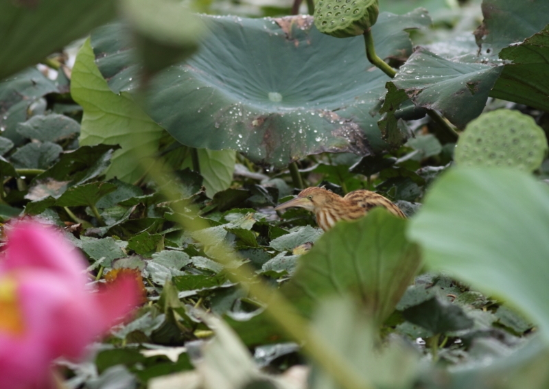 f:id:funatuyo:20150901084400j:image f:id:funatuyo:20150901084400j:image