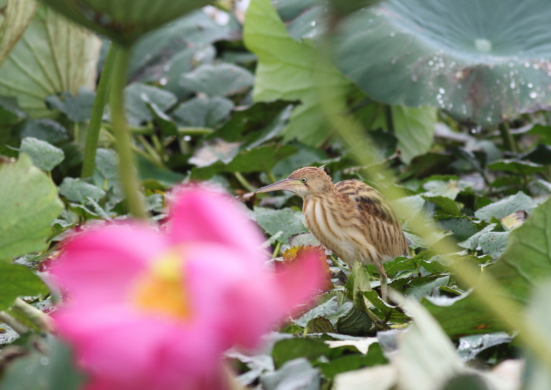 f:id:funatuyo:20150901084500j:image f:id:funatuyo:20150901084500j:image
