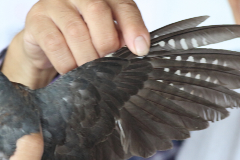f:id:funatuyo:20150902084806j:image