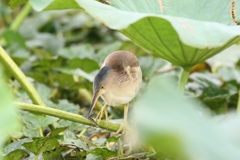 f:id:funatuyo:20150902160031j:image