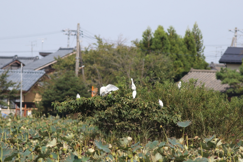 f:id:funatuyo:20150903093654j:image f:id:funatuyo:20150903093654j:image