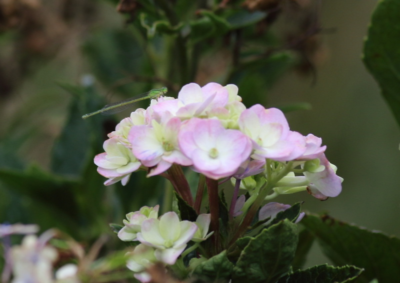 f:id:funatuyo:20150906080335j:image