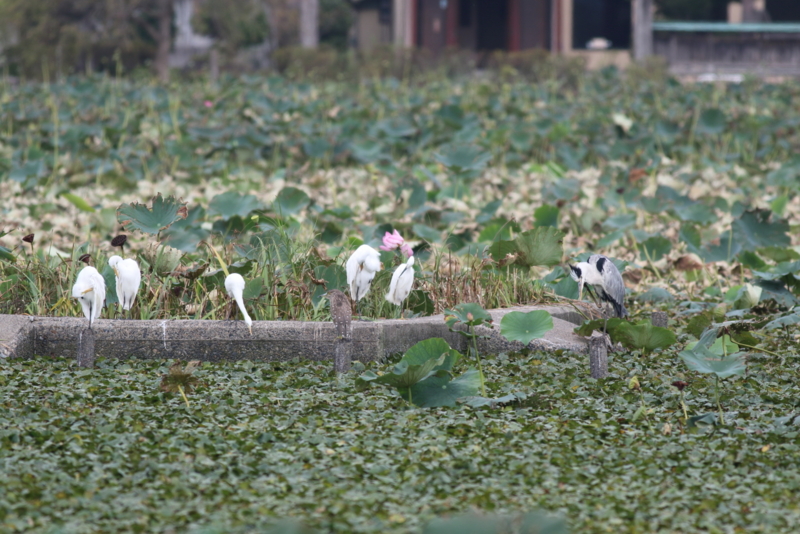 f:id:funatuyo:20150906093150j:image