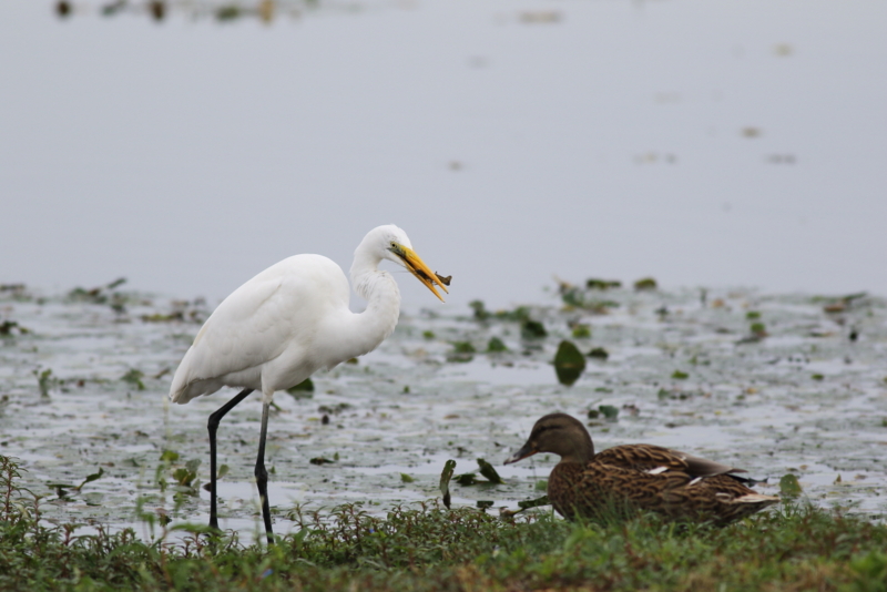 f:id:funatuyo:20150909085110j:image