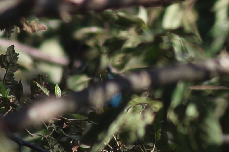 f:id:funatuyo:20150915084219j:image