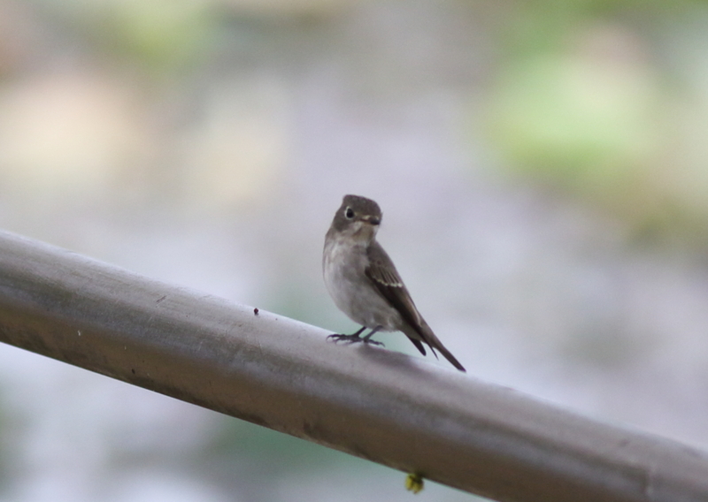 f:id:funatuyo:20150917084540j:image