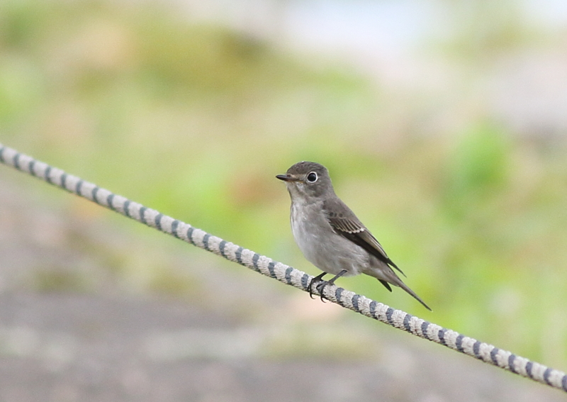 f:id:funatuyo:20150917084610j:image