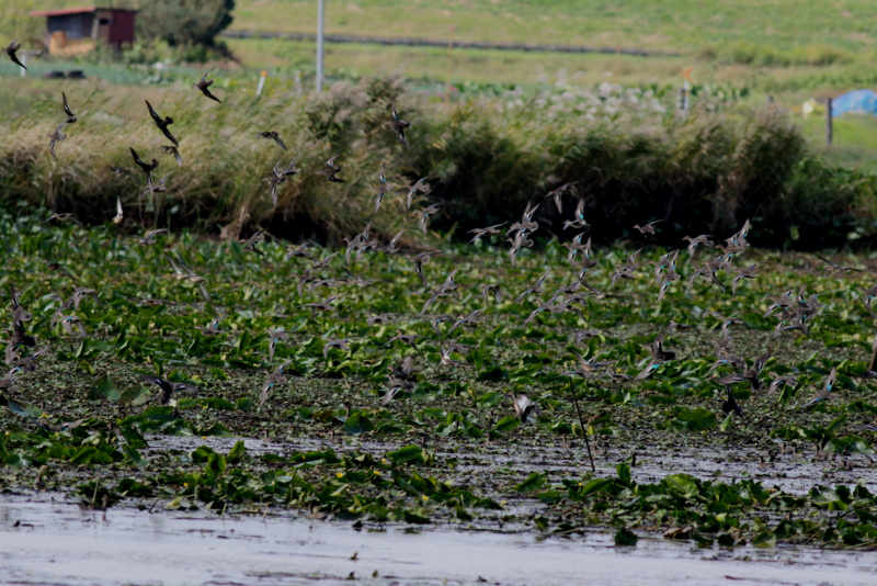 f:id:funatuyo:20151003102850j:image