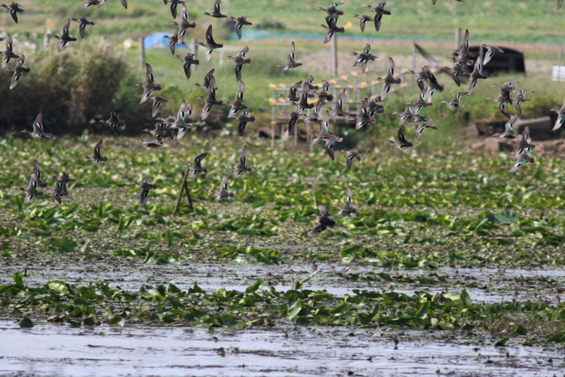 f:id:funatuyo:20151003102937j:image