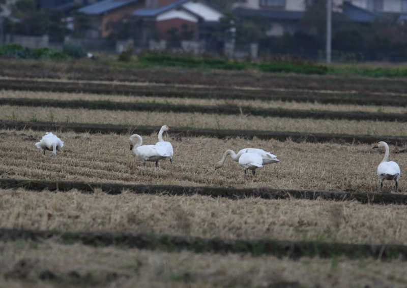 f:id:funatuyo:20151008092723j:image
