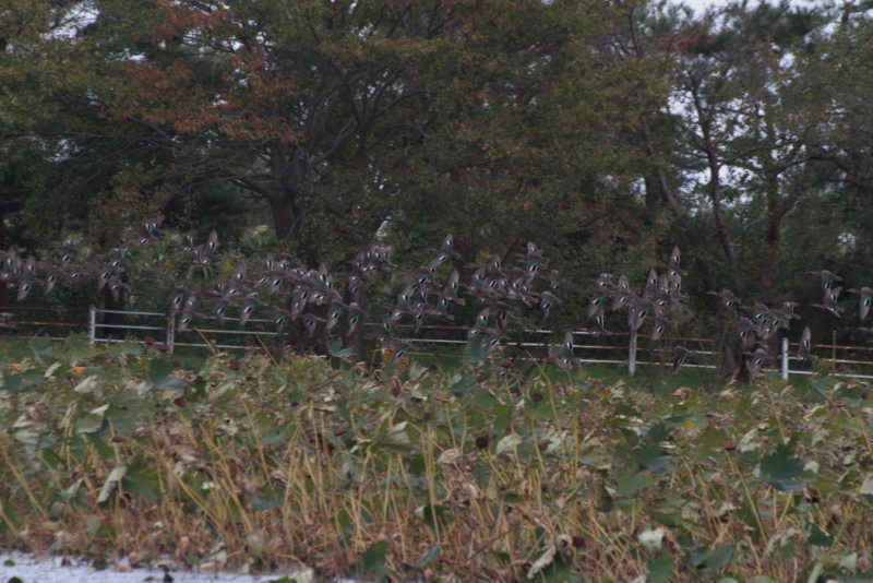 f:id:funatuyo:20151008093801j:image