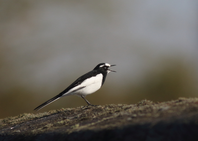 f:id:funatuyo:20151016082435j:image