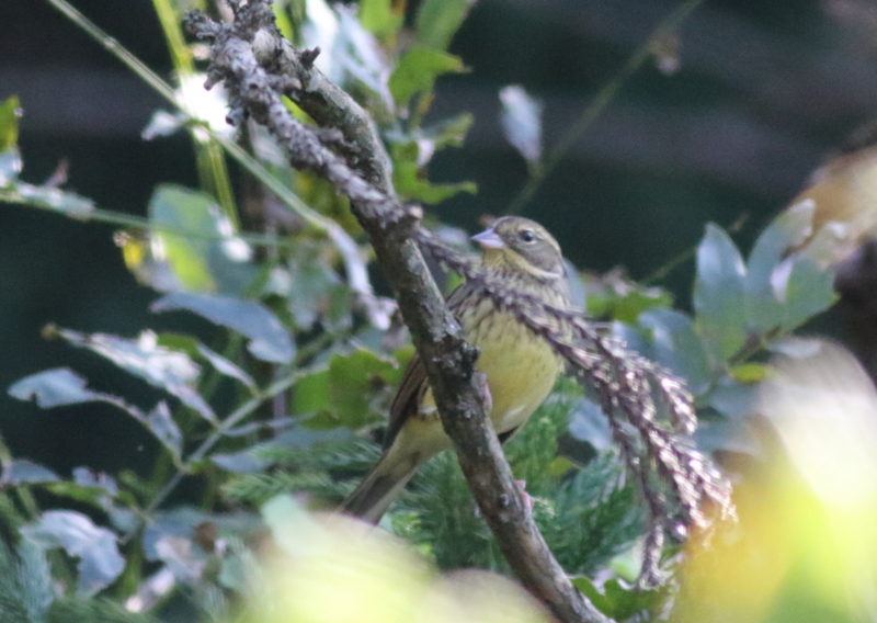 f:id:funatuyo:20151021132957j:image