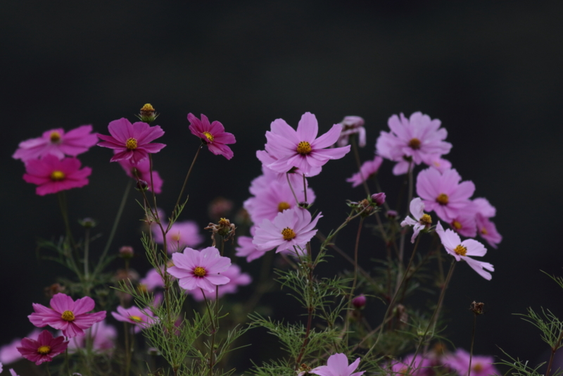 f:id:funatuyo:20151022095345j:image