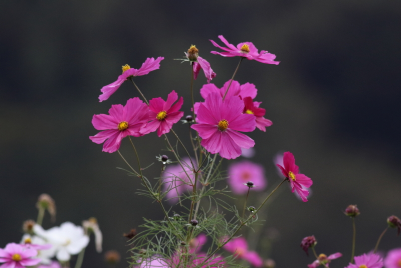 f:id:funatuyo:20151022095353j:image
