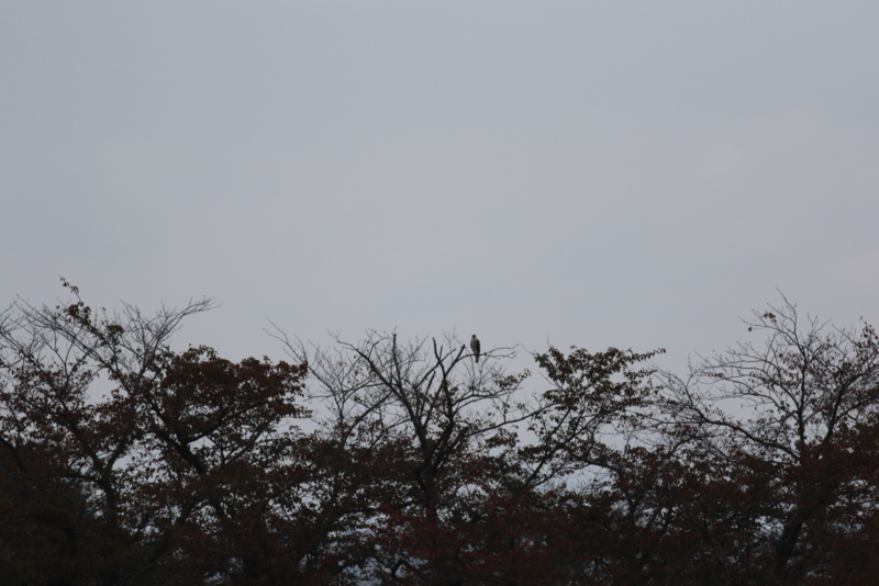 f:id:funatuyo:20151022103905j:image