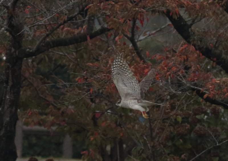 f:id:funatuyo:20151028083736j:image