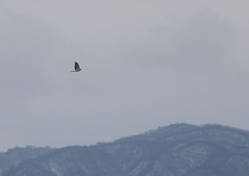 f:id:funatuyo:20151201082743j:image