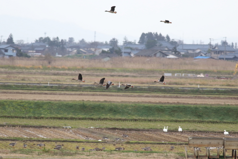 f:id:funatuyo:20151206082213j:image