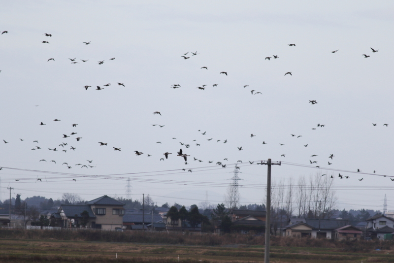 f:id:funatuyo:20151206083127j:image