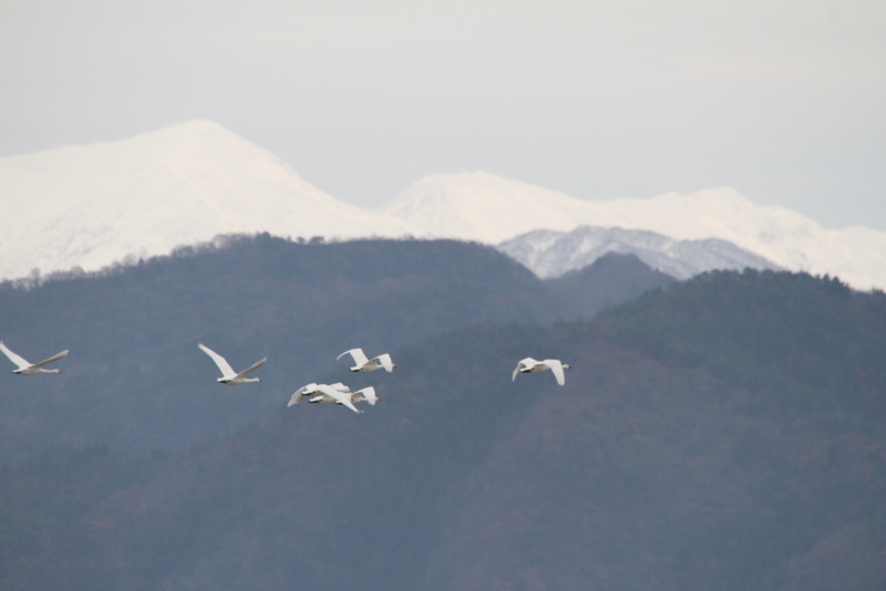 f:id:funatuyo:20151210084358j:image