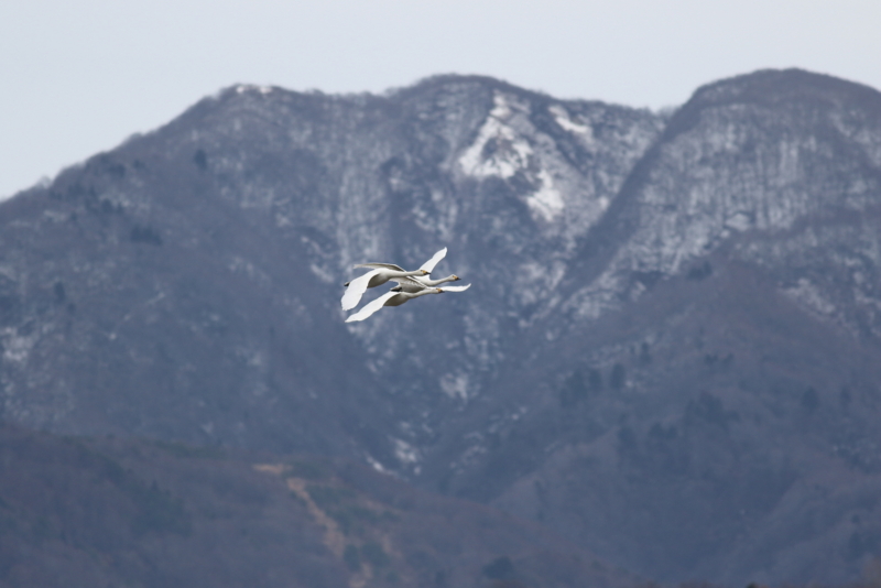 f:id:funatuyo:20151210095900j:image