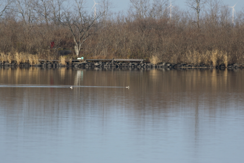 f:id:funatuyo:20151212100052j:image