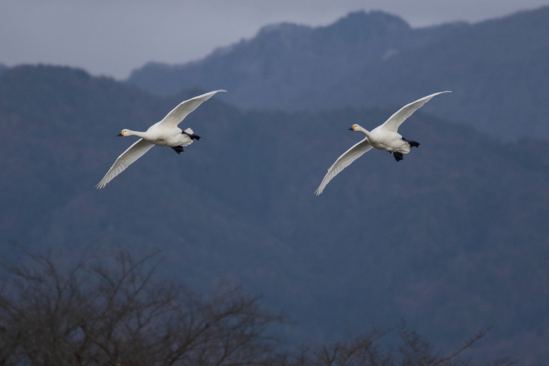 f:id:funatuyo:20151227162110j:image