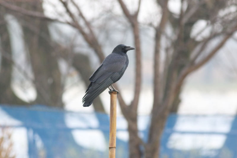 f:id:funatuyo:20160104090933j:image