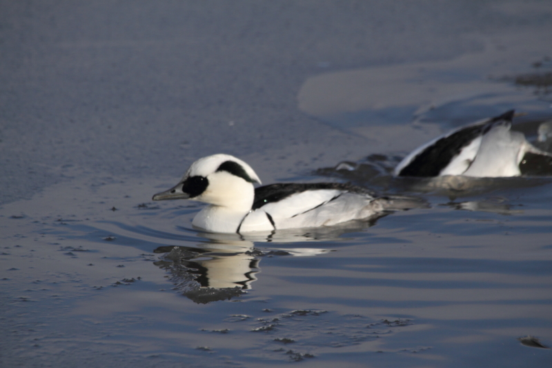 f:id:funatuyo:20160113082441j:image