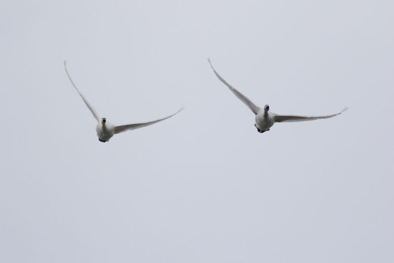 f:id:funatuyo:20160121100538j:image