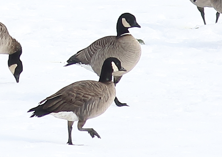 f:id:funatuyo:20160121114218j:image