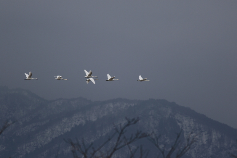 f:id:funatuyo:20160308081129j:image