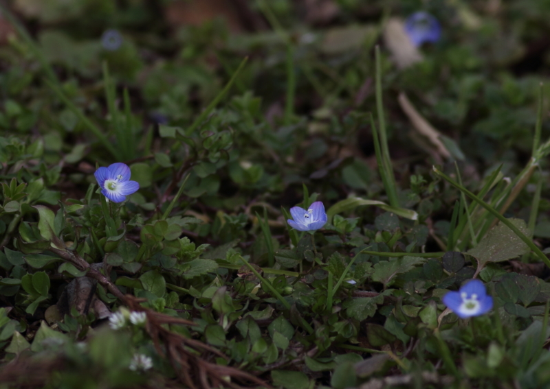 f:id:funatuyo:20160311101038j:image