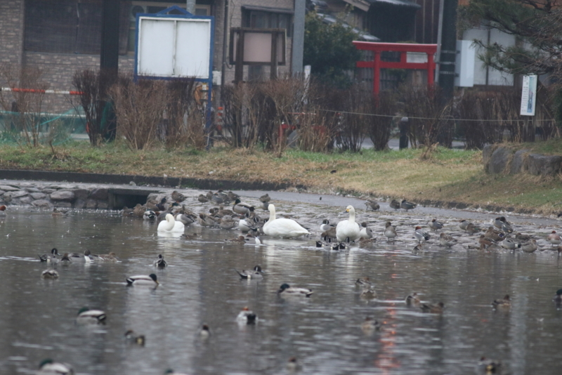 f:id:funatuyo:20160314072033j:image