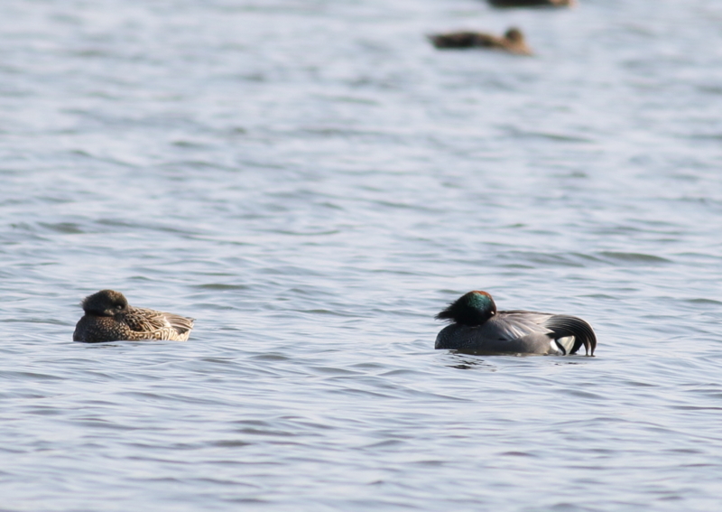 f:id:funatuyo:20160322080141j:image