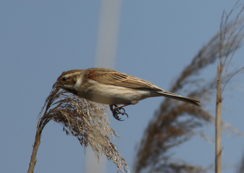 f:id:funatuyo:20160329093843j:image