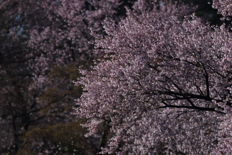 f:id:funatuyo:20160405081717j:image