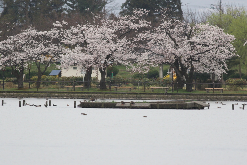 f:id:funatuyo:20160407094857j:image