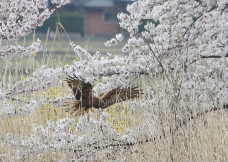 f:id:funatuyo:20160408083719j:image