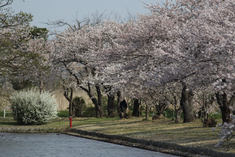f:id:funatuyo:20160413083408j:image