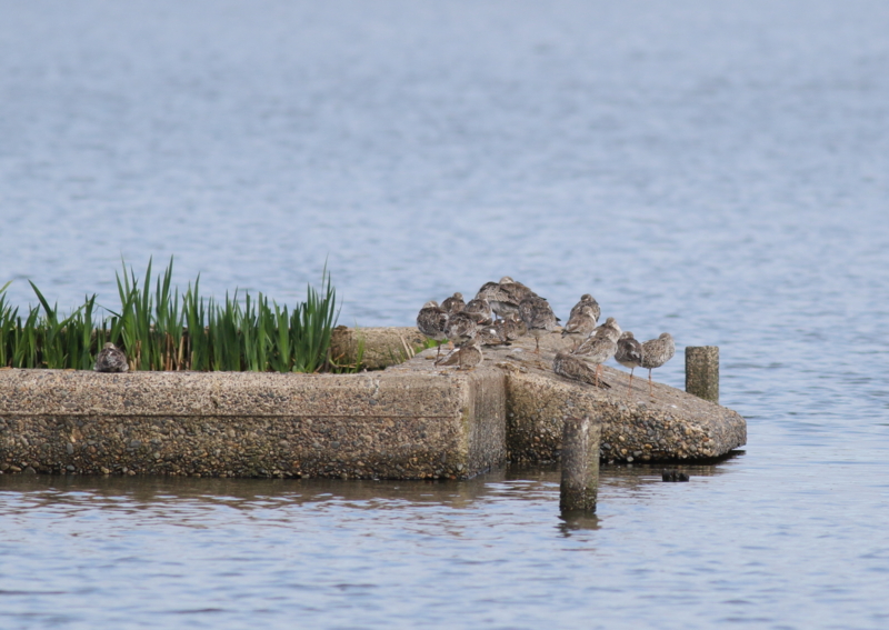 f:id:funatuyo:20160414082807j:image f:id:funatuyo:20160414082807j:image