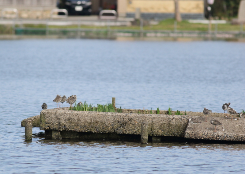 f:id:funatuyo:20160414082809j:image f:id:funatuyo:20160414082809j:image