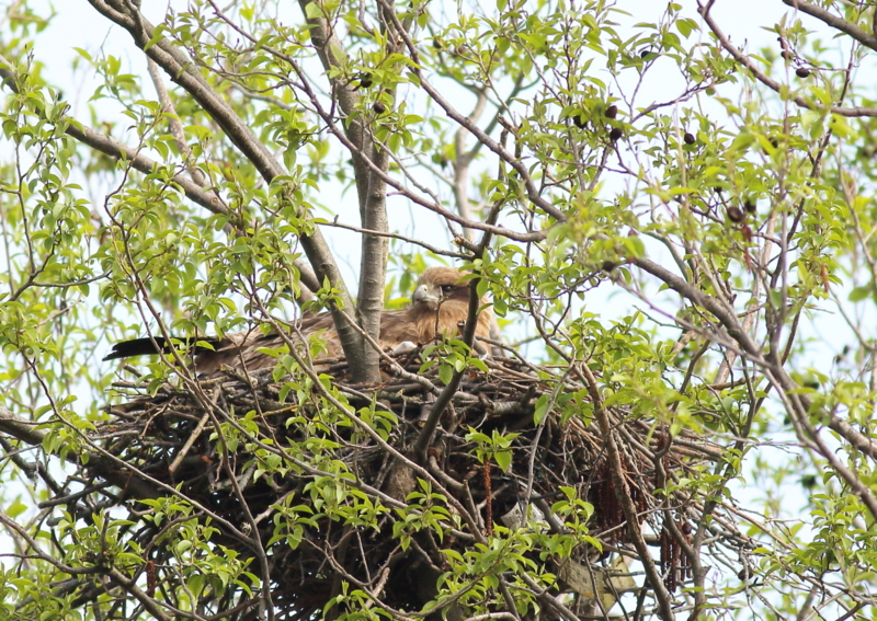 f:id:funatuyo:20160414083029j:image f:id:funatuyo:20160414083029j:image