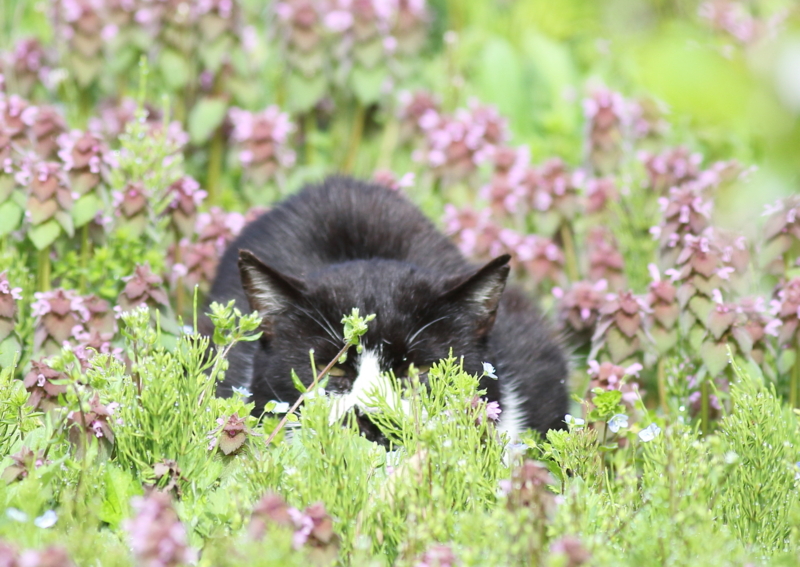 f:id:funatuyo:20160414083706j:image f:id:funatuyo:20160414083706j:image