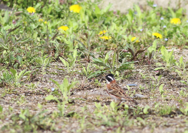 f:id:funatuyo:20160414084619j:image f:id:funatuyo:20160414084619j:image