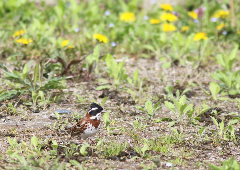 f:id:funatuyo:20160414084636j:image f:id:funatuyo:20160414084636j:image