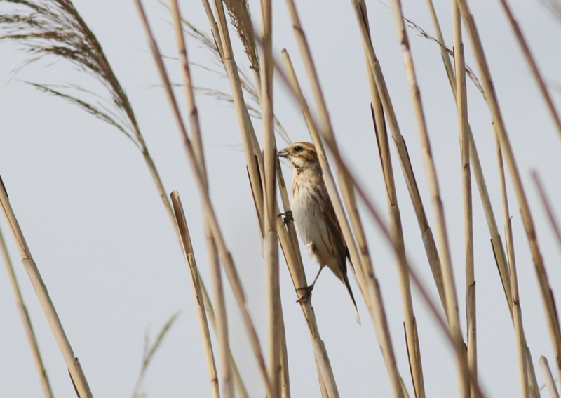 f:id:funatuyo:20160414084934j:image f:id:funatuyo:20160414084934j:image