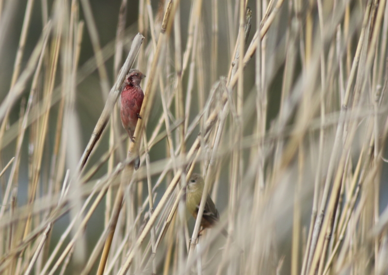 f:id:funatuyo:20160414085044j:image f:id:funatuyo:20160414085044j:image