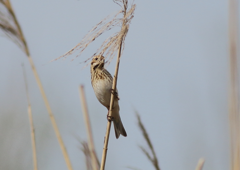 f:id:funatuyo:20160414085105j:image f:id:funatuyo:20160414085105j:image